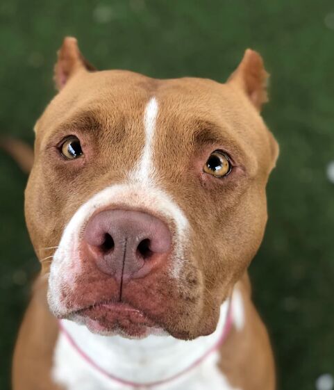 A Day in the Life of a Wildlife Rescue Volunteer image